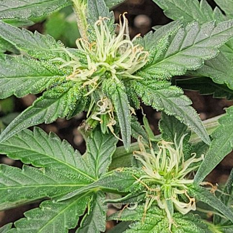 Chocolate mints og auto growlog photo: Lita and lope final day of veg