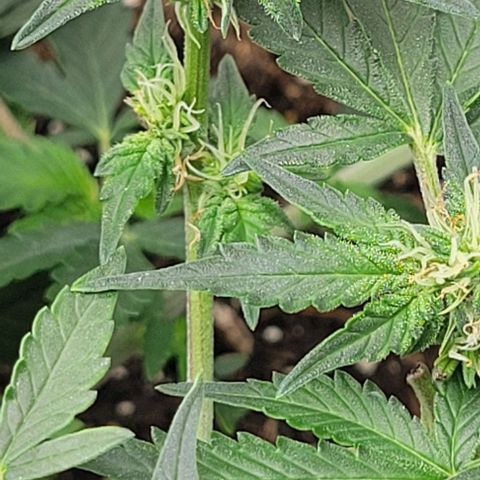 Chocolate mints og auto growlog photo: Lita and lope final day of veg