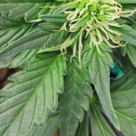 Chocolate mints og auto growlog photo: Lita and lope final day of veg