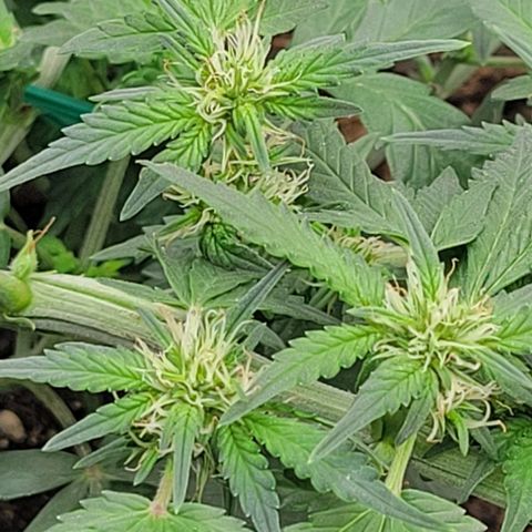 Chocolate mints og auto growlog photo: Lita and lope final day of veg