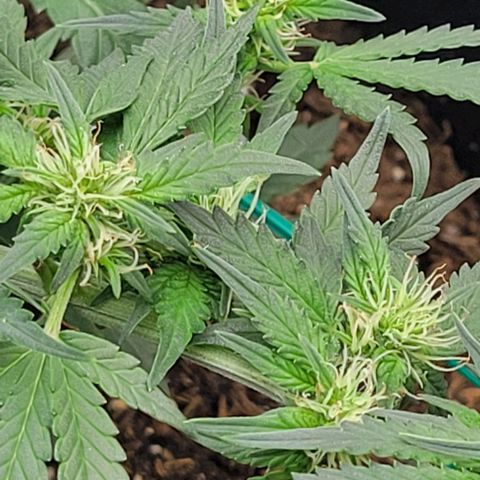 Chocolate mints og auto growlog photo: Lita and lope final day of veg