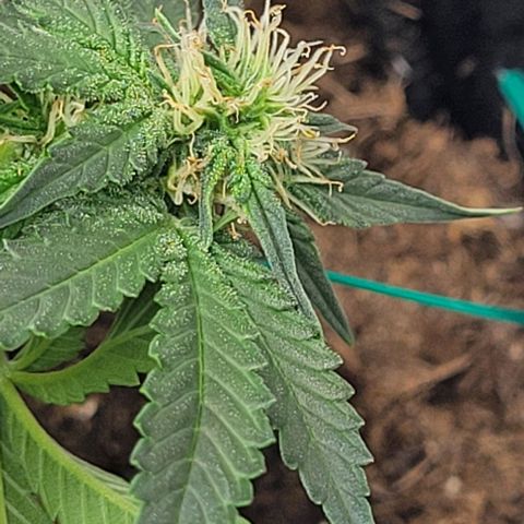 Chocolate mints og auto growlog photo: Lita and lope final day of veg