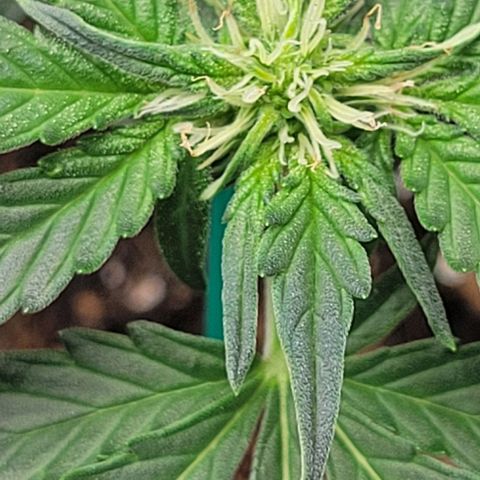 Chocolate mints og auto growlog photo: Lita and lope final day of veg