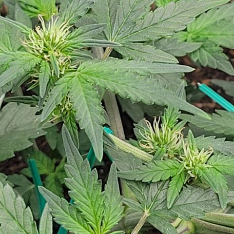 Chocolate mints og auto growlog photo: Lita and lope final day of veg