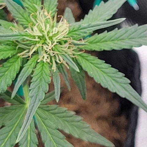 Chocolate mints og auto growlog photo: Lita and lope final day of veg