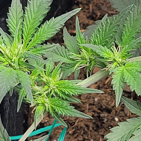 Chocolate mints og auto growlog photo: Lita and lope 