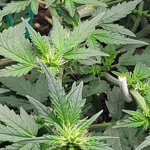 Chocolate mints og auto growlog photo: Lita and lope 