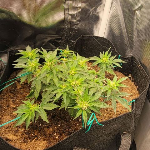Chocolate mints og auto growlog photo: Choco and Doro glamor shots lol 😆 
