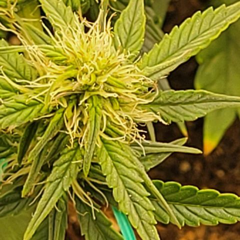 Chocolate mints og auto growlog photo: Choco and Doro glamor shots lol 😆 