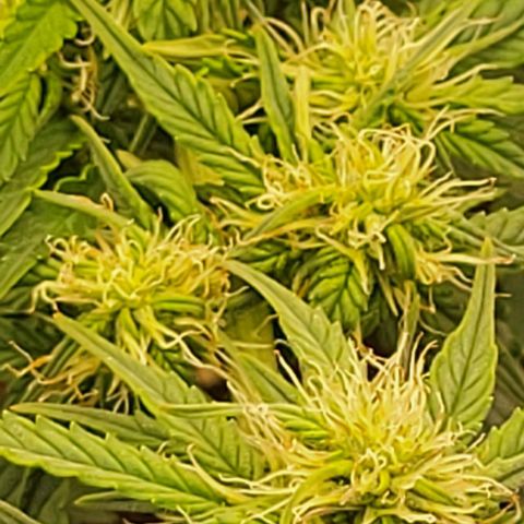 Chocolate mints og auto growlog photo: Choco and Doro glamor shots lol 😆 