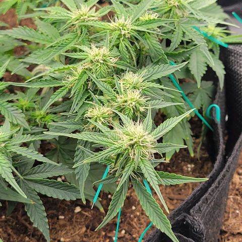 Chocolate mints og auto growlog photo: Choco and Doro glamor shots lol 😆 