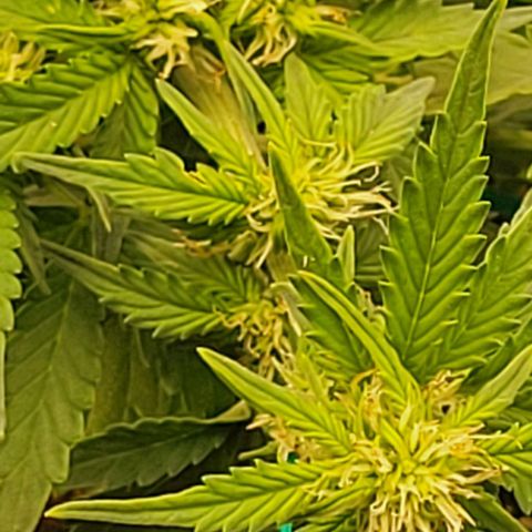 Chocolate mints og auto growlog photo: Choco and Doro glamor shots lol 😆 