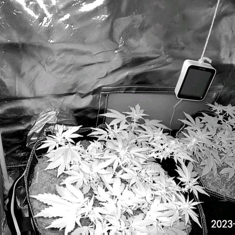 Chocolate mints og auto growlog photo: Lita and lope 1st day of flower