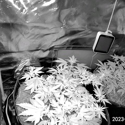 Chocolate mints og auto growlog photo: Lita and lope 1st day of flower