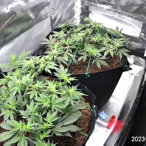 Chocolate mints og auto growlog photo: Lita and lope 1st day of flower