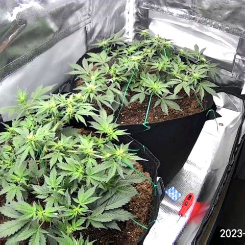 Chocolate mints og auto growlog photo: Lita and lope 1st day of flower