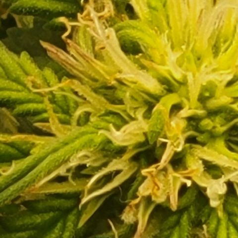 Chocolate mints og auto growlog photo: Doro and choco still plumping up in veg