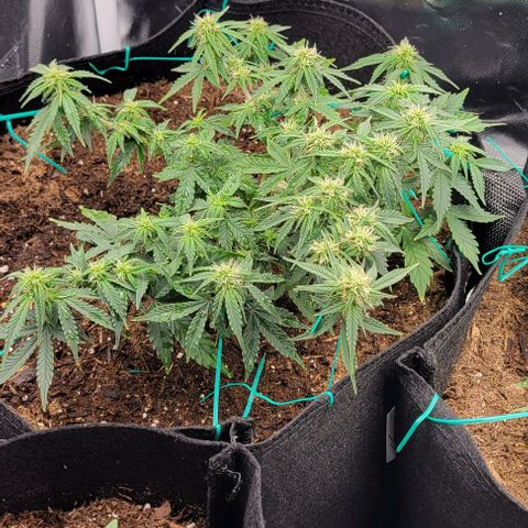 Chocolate mints og auto growlog photo: Doro and choco still plumping up in veg