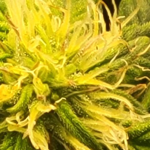 Chocolate mints og auto growlog photo: Doro and choco still plumping up in veg