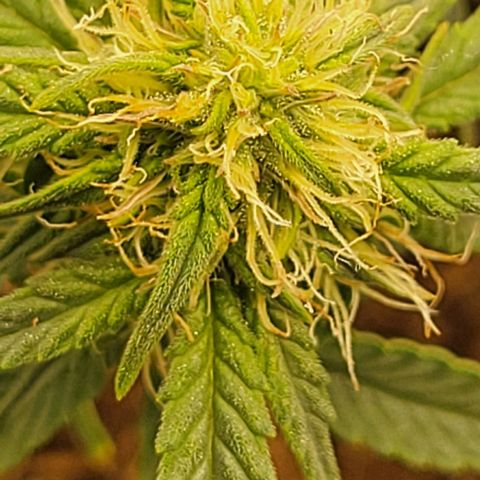 Chocolate mints og auto growlog photo: Doro and choco still plumping up in veg