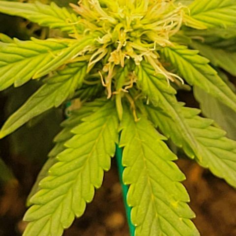 Chocolate mints og auto growlog photo: Doro and choco still plumping up in veg