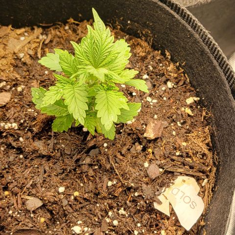 Shango church growlog photo: Susan and mustard plug got another trim today gonna try and make em mini monsters... hopefully small dense indica plant