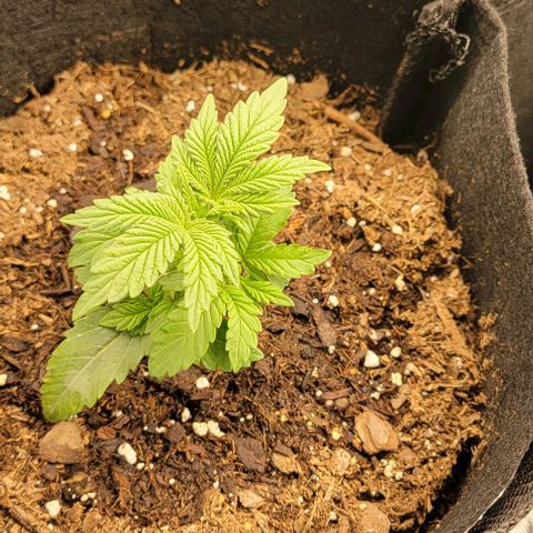 Shango church growlog photo: Susan and mustard plug got another trim today gonna try and make em mini monsters... hopefully small dense indica plant