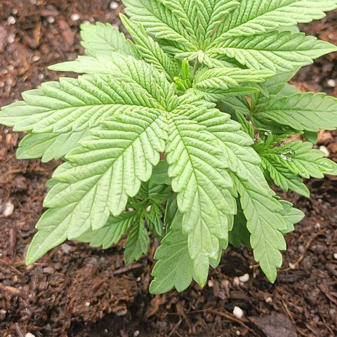 Shango church growlog photo: These ladies are really bushing out for like 13 days I'm shocked 😲 