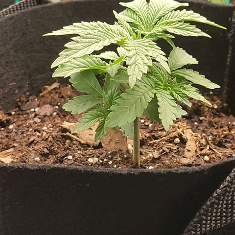 Shango church growlog photo: These ladies are really bushing out for like 13 days I'm shocked 😲 