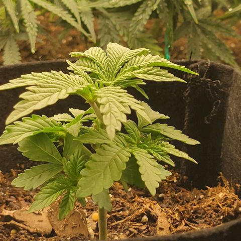 Shango church growlog photo: These ladies are really bushing out for like 13 days I'm shocked 😲 