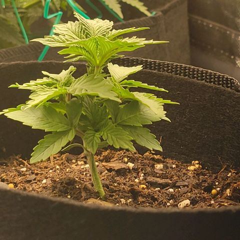 Shango church growlog photo: These ladies are really bushing out for like 13 days I'm shocked 😲 