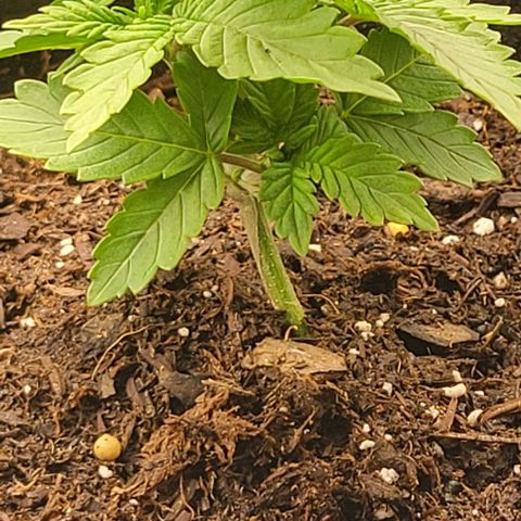 Shango church growlog photo: These ladies are really bushing out for like 13 days I'm shocked 😲 