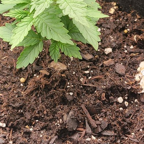 Shango church growlog photo: These ladies are really bushing out for like 13 days I'm shocked 😲 