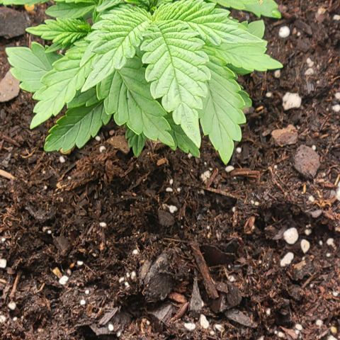 Shango church growlog photo: These ladies are really bushing out for like 13 days I'm shocked 😲 