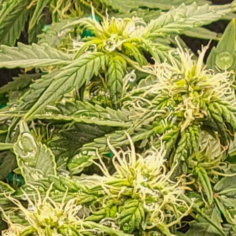 Chocolate mints og auto growlog photo: Choco and Doro 