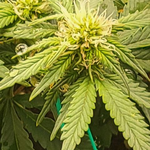 Chocolate mints og auto growlog photo: Choco and Doro 