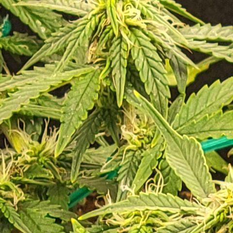 Chocolate mints og auto growlog photo: Choco and Doro 