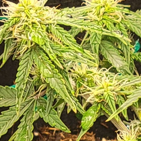 Chocolate mints og auto growlog photo: Choco and Doro 