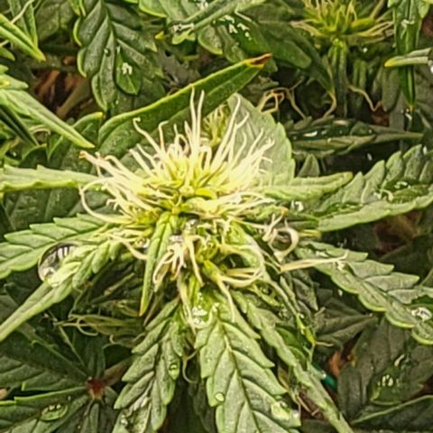 Chocolate mints og auto growlog photo: Choco and Doro 