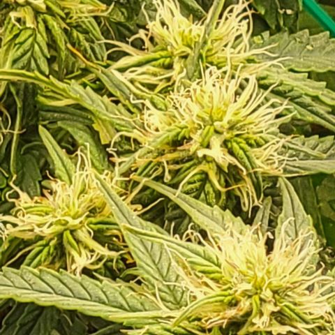Chocolate mints og auto growlog photo: Choco and Doro 