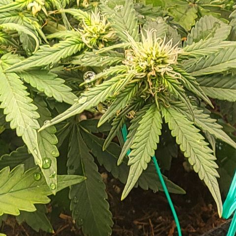 Chocolate mints og auto growlog photo: Choco and Doro 
