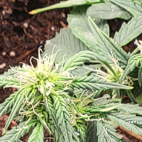 Chocolate mints og auto growlog photo: Choco and Doro 