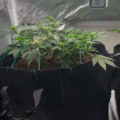 Chocolate mints og auto growlog photo: Lita and lope 2nd day of flower 🌼 🌸 