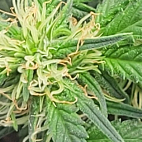 Chocolate mints og auto growlog photo: Lita and lope 2nd day of flower 🌼 🌸 