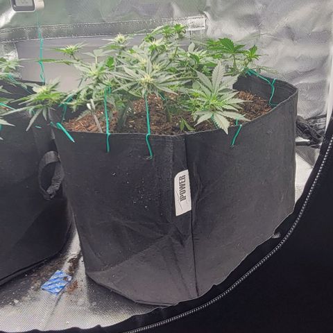 Chocolate mints og auto growlog photo: Lita and lope 2nd day of flower 🌼 🌸 