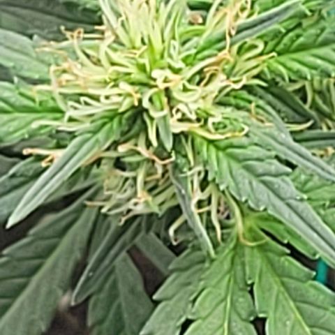 Chocolate mints og auto growlog photo: Lita and lope 2nd day of flower 🌼 🌸 