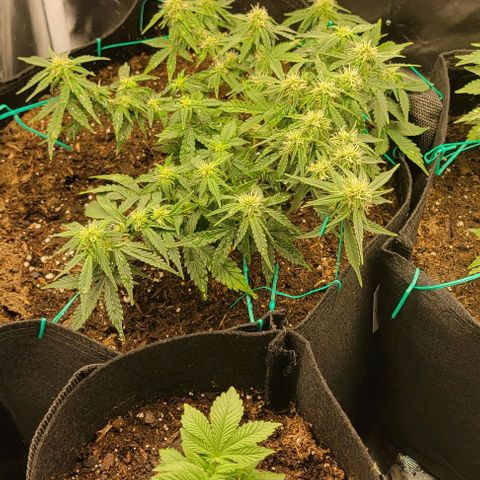 Chocolate mints og auto growlog timeline photo
