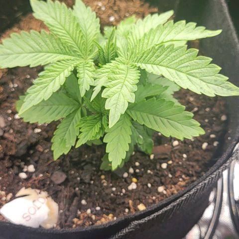 Shango church growlog photo: Shango indica really busy