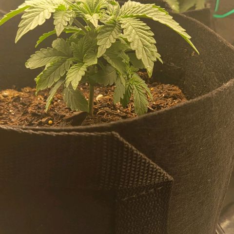 Shango church growlog photo: Shango indica really busy