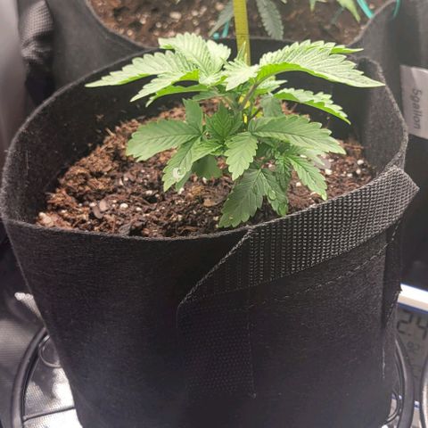 Shango church growlog photo: Shango indica really busy